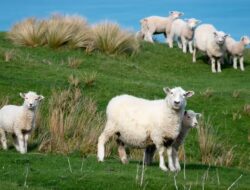 Kebijakan Iklim Dibatalkan, Selandia Baru Bakal Gagal Penuhi Target Net Zero Emissions 2050