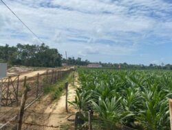 Investasi Sawit Dipersoalkan di Muna, PT KAS Dituding Jalankan Usaha Tanpa AMDAL dan Tekan Harga Tanah Warga