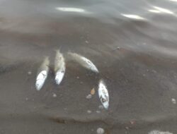 Dugaan Tindak Pidana Lingkungan Hidup: Aktivitas Tambang Nikel PT WIN Diduga Cemari Pesisir dan Rusak Tambak Warga Konsel