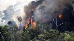 AMPUH Dukung Tindak Tegas Pemerintah: Tangkap Pelaku dan Cabut Izin Perusahaan Terlibat Karhutla